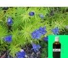 TINCTURA GENTIANA 50ml ADSERV - Produse naturiste
