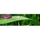 DERMA TREAT 60cps INDIAN HERBAL - Produse naturiste