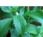 INDULCITOR STEVIE 75g MER-CO - Produse naturiste